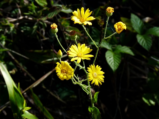 {Heterotheca latifolia}